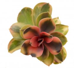 ECHEVERIA cv. Perla z Norimbergu f. variegate Rainbow, illustrative photo