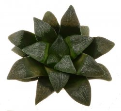 HAWORTHIA bayeri cv. Jupiter, illustrative photo