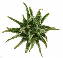 ALOE cv. Jaws, illustrative photo