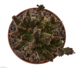 PSEUDOLITHOS mccoyi