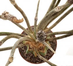 ASTROPHYTUM caput-medusae, illustrative photo