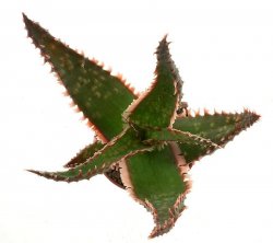 ALOE cv. Coral Fire, illustrative photo