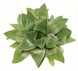 HAWORTHIA cv. Milky Way