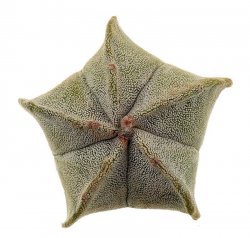 ASTROPHYTUM myriostigma 