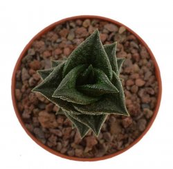 HAWORTHIA nigra v. diversifolia, Beaufort West, LAV sn., ex Cok 1699, illustrative photo