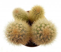 ECHINOCEREUS websterianus, San Pedro Nolasco Island, ilustrační foto