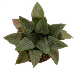 HAWORTHIA comptoniana f. Whitestone ex Tomandl, illustrative photo