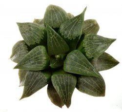 HAWORTHIA springbokvlakensis x comptoniana ex Tomandl, illustrative photo