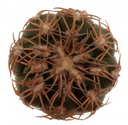 GYMNOCALYCIUM spegazzinii f. Paolo Drovandi, illustrative photo