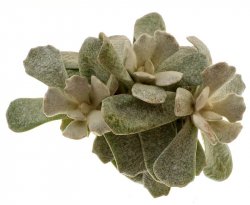 SENECIO scaposus var. addoensis, illustrative photo