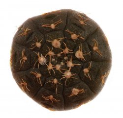GYMNOCALYCIUM ragonesei ex Pavlik, illustrative photo
