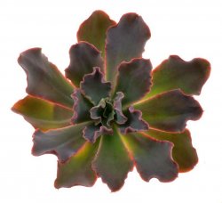 ECHEVERIA cv. Blue Curls, illustrative photo