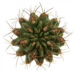 PYRRHOCACTUS saxifragus, illustrative photo