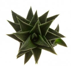 HAWORTHIA tortuosa, illustrative photo