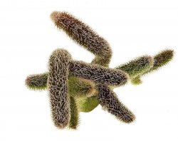 STAPELIANTHUS pilosus, illustrative photo