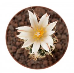 TURBINICARPUS heliae, illustrative photo