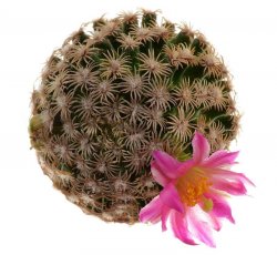 MAMMILLARIA hernadezii x f. white flower, illustrative photo