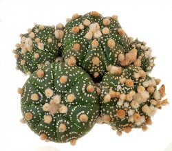 ASTROPHYTUM asterias, illustrative photo