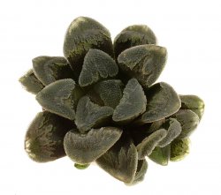 HAWORTHIA cv. Crystal sugar, illustrative photo