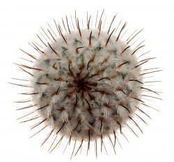 MAMMILLARIA perezdelarosae ssp. andersoniana f. nova long spines ex GCG, klon 3, illustrative photo