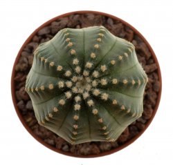 ECHINOCEREUS pullchelus var. amoenus f. aguirrei, illustrative photo