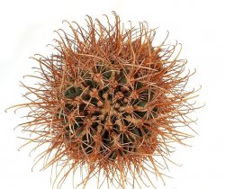 ANCISTROCACTUS pinkavanus, illustrative photo