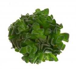 CRASSULA susannae, illustrative photo