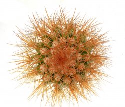 MELOCACTUS perezassoi, illustrative photo