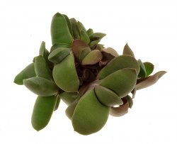 GASTERIA glomerata JDVG 144, Kouga River, illustrative photo 