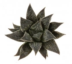 HAWORTHIA cv. Black Angel, illustrative photo