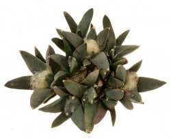 ARIOCARPUS retusus PP 625 (var. scapharostroides), illustrative photo