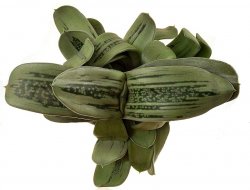 GASTERIA cv. K438, illustrative photo