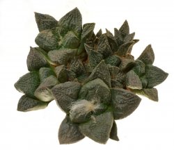 ARIOCARPUS fissuratus PP 565 ex Pavlík, illustrative photo