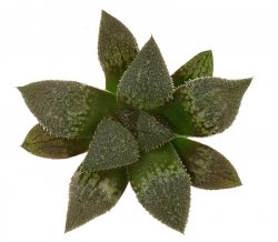 HAWORTHIA cv. Oniyasya, illustrative photo