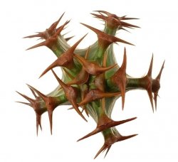 EUPHORBIA canariensis, illustrative photo