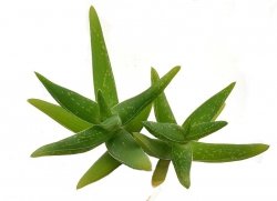 ALOE whitcombei, illustrative photo