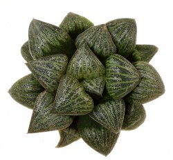 HAWORTHIA magnifica var. splendens ex Esoticando cl. 2, illustrative photo 