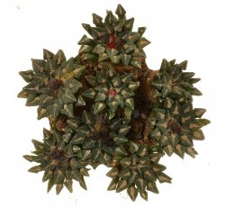 ARIOCARPUS kotschoubeyanus PP 804, illustrative photo