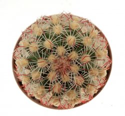 ECHINOCEREUS chloranthus var. cylindricus, illustrative photo