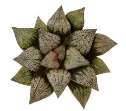 HAWORTHIA picta x cv. Black Devill, illustrative photo