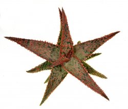 ALOE cv. Doted, illustrative photo
