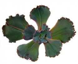 ECHEVERIA cv. Dick Wright, illustrative photo