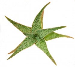 ALOE cv. Tim Harvey´s, illustrative photo