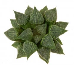 HAWORTHIA cv. Demon Inuyasha, illustrative photo 