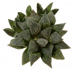 HAWORTHIA cv. Star Wars, illustrative photo 