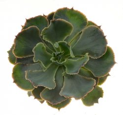 ECHEVERIA cv. Pink Frills, illustrative photo