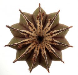 UEBELMANNIA pectinifera, ilustrační foto