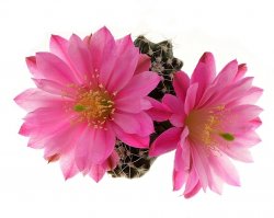ECHINOCEREUS pulchellus var. acanthosetus, illustrative photo