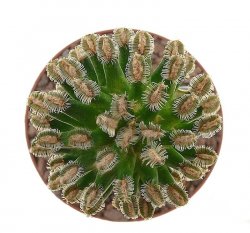 MAMMILLARIA bertholdii, illustrative photo