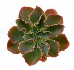 ECHEVERIA crenulata, illustrative photo